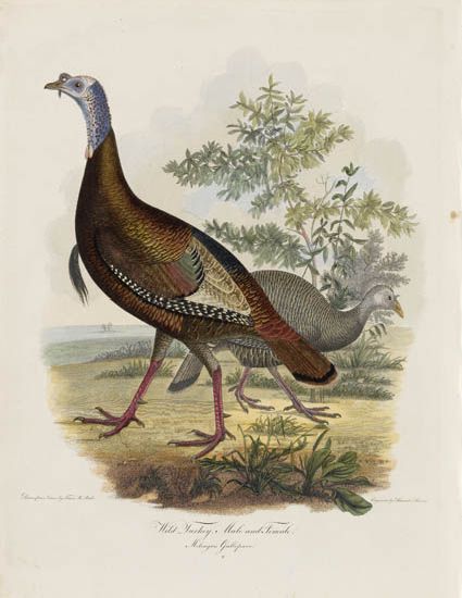(BIRDS.) Bonaparte, Charles-Lucien. American Ornithology. 4 vols. 1825-33. Lacks one plate.
